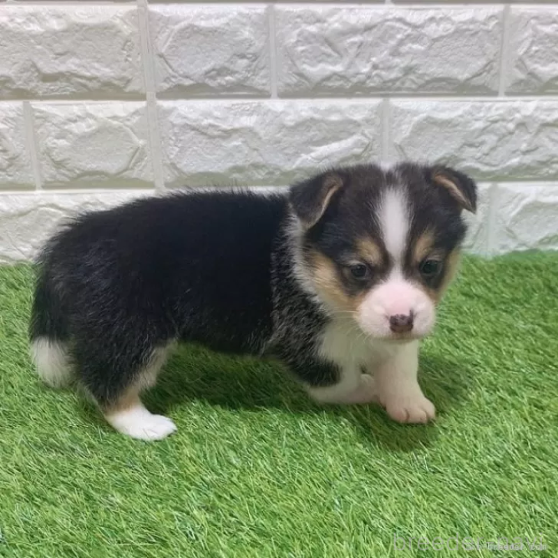 販売中の愛知県のウェルシュコーギーペンブローク-451283