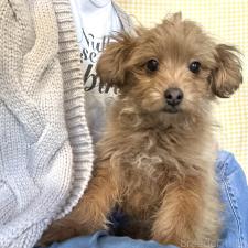 ♀︎ポメプー:ポメラニアン×トイプードル