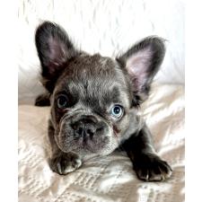 オンライン見学