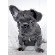 ♀︎フレンチブルドッグ