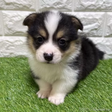 ♀︎ウェルシュコーギーペンブローク