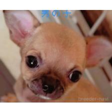 ♀︎チワワ(スムースコート)