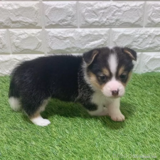 ♀︎ウェルシュコーギーペンブローク