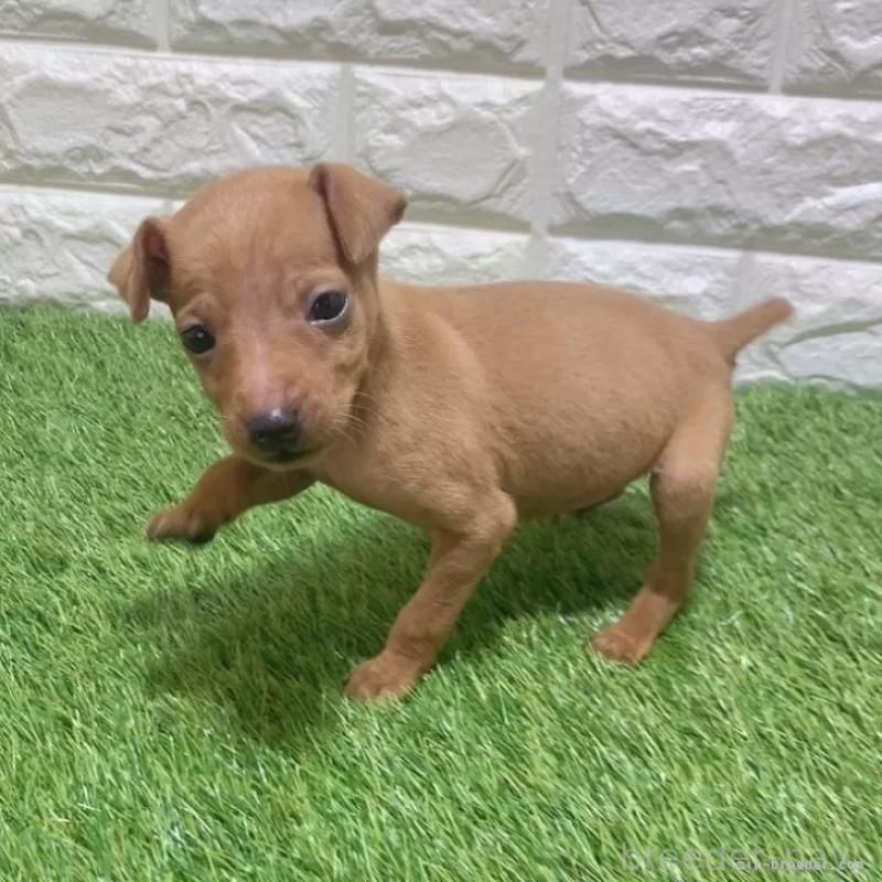 販売中の愛知県のミニチュアピンシャー(ミニピン)-450152の5枚目