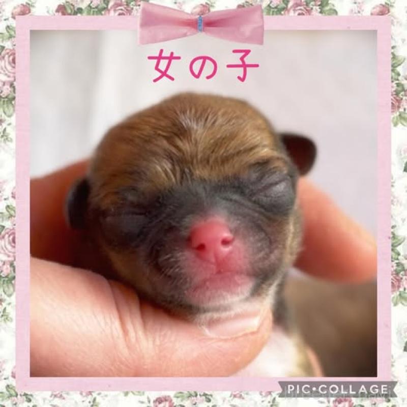 販売中の静岡県のチワワ(スムースコート)-452284の7枚目