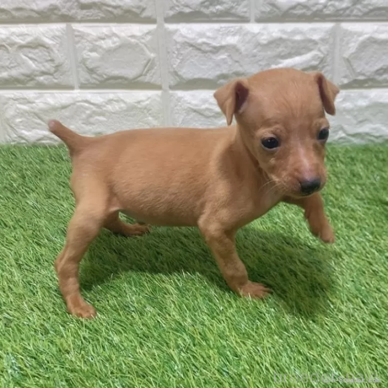 販売中の愛知県のミニチュアピンシャー(ミニピン)-450152の4枚目