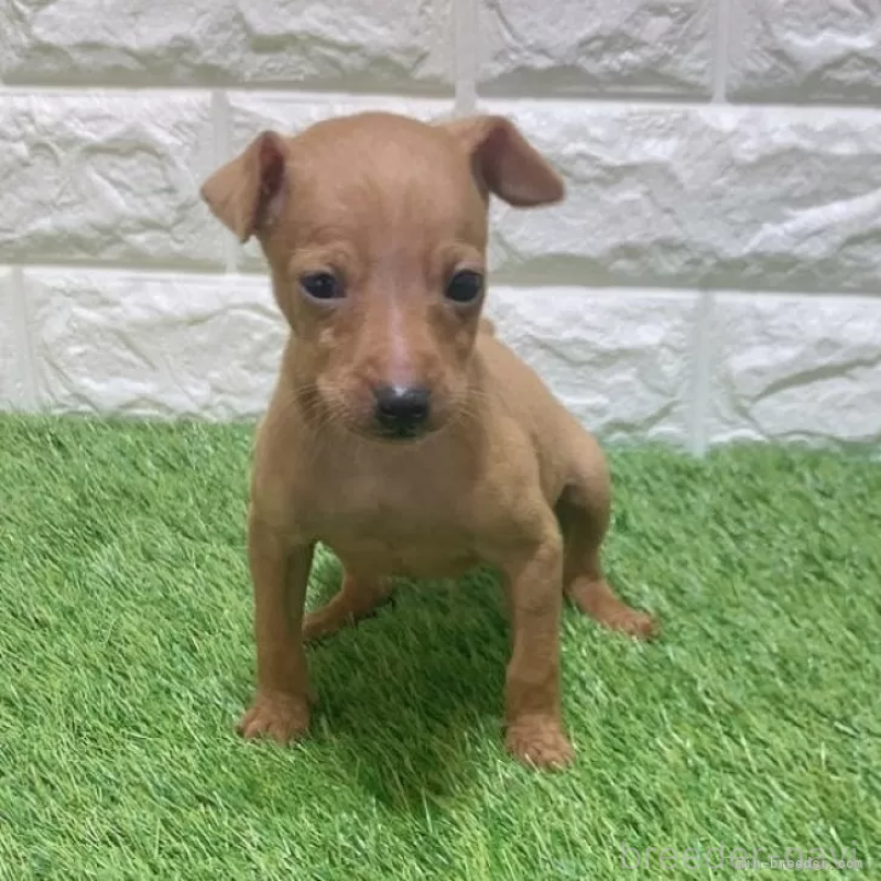 販売中の愛知県のミニチュアピンシャー(ミニピン)-450152の3枚目