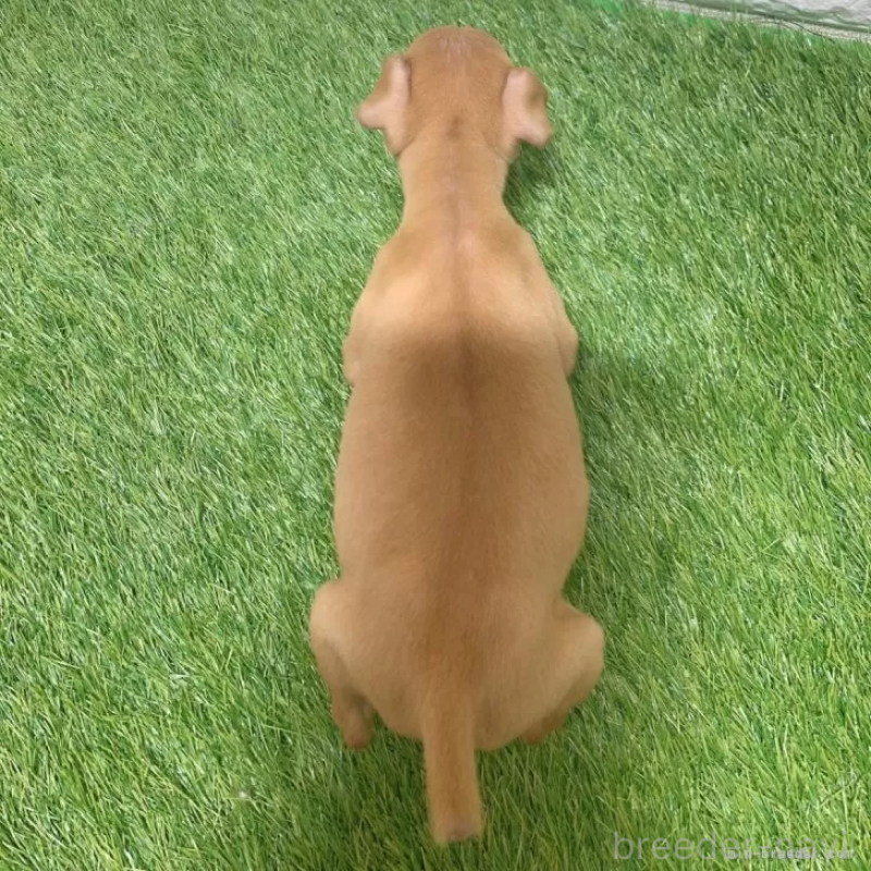 販売中の愛知県のミニチュアピンシャー(ミニピン)-450152の2枚目