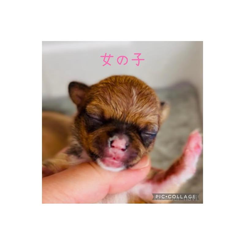 販売中の静岡県のチワワ(スムースコート)-452284の6枚目