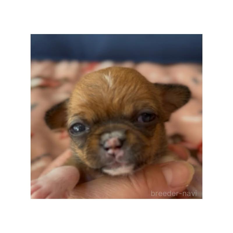 販売中の静岡県のチワワ(スムースコート)-452284の5枚目