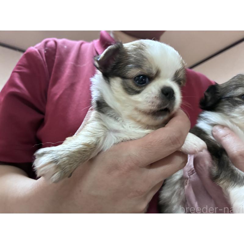 販売中の千葉県のチワワ(ロングコート)-452283の2枚目