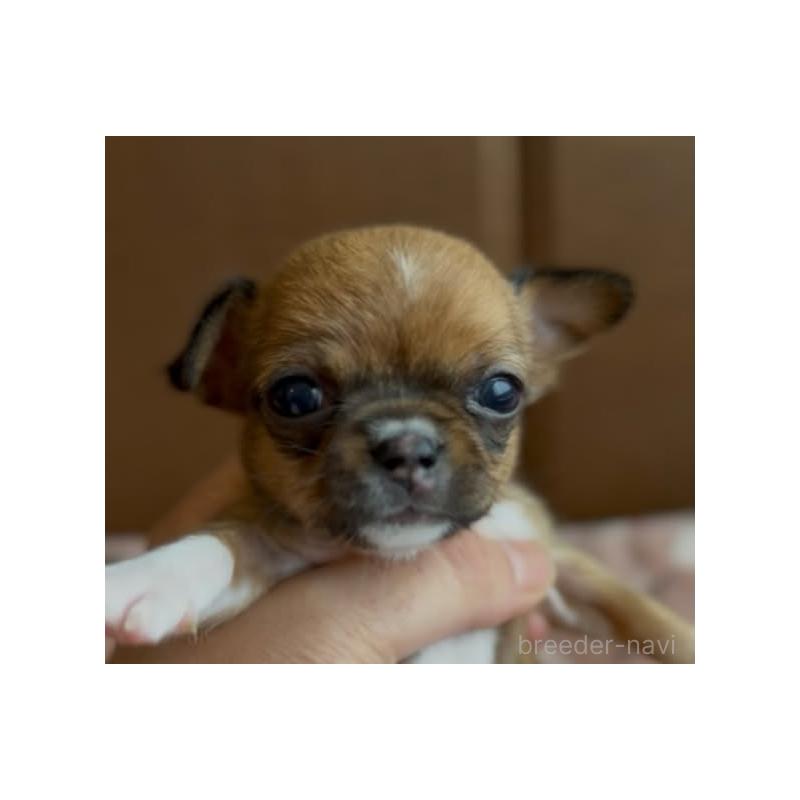 販売中の静岡県のチワワ(スムースコート)-452284の4枚目