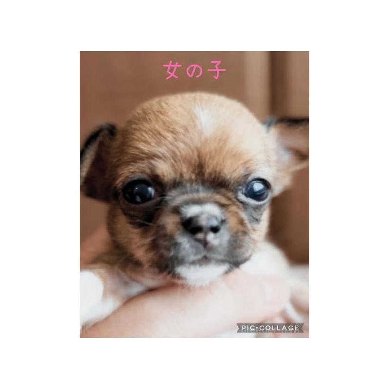 販売中の静岡県のチワワ(スムースコート)-452284の3枚目