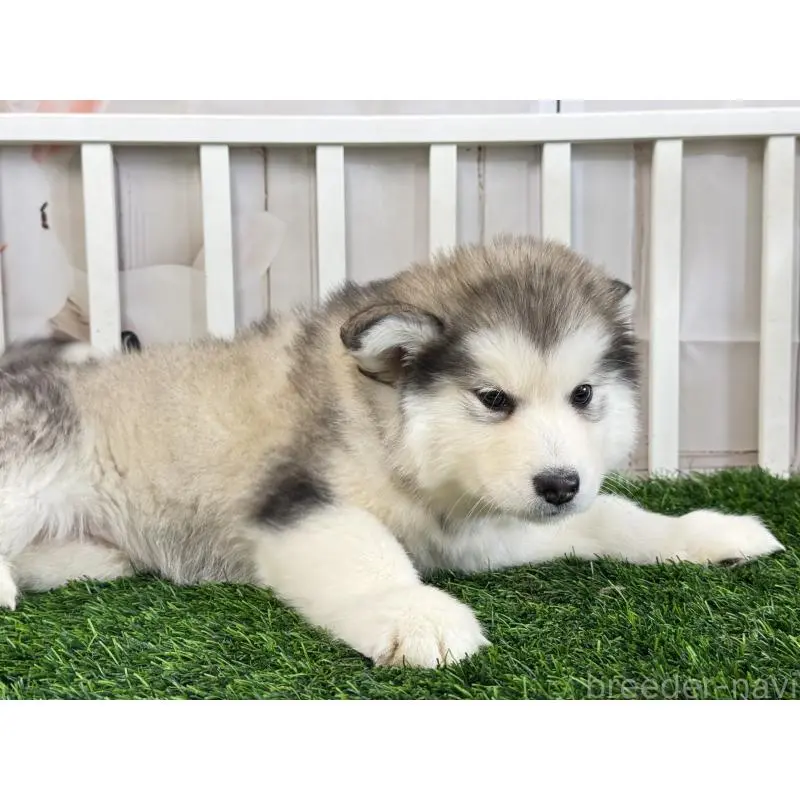 販売中の茨城県のアラスカンマラミュート-452287の2枚目