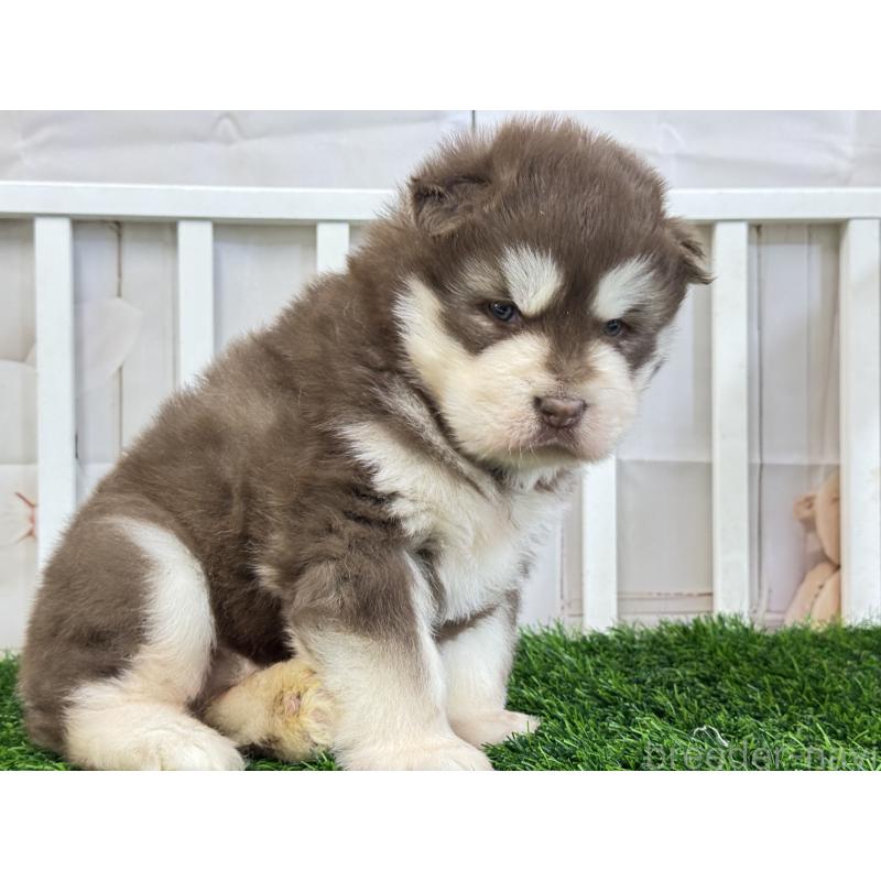 販売中の茨城県のアラスカンマラミュート-452289の3枚目