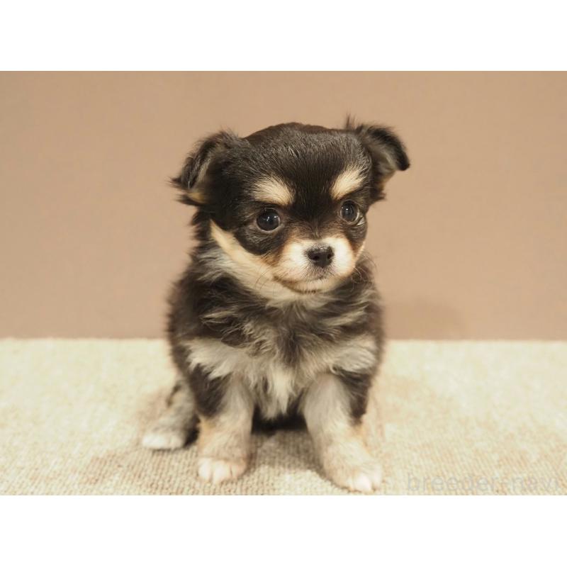 販売中の愛知県のチワワ(ロングコート)-452299の8枚目