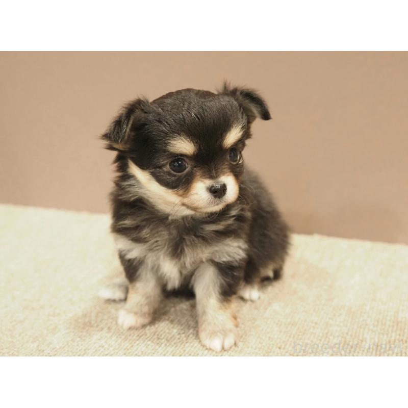 販売中の愛知県のチワワ(ロングコート)-452299の7枚目