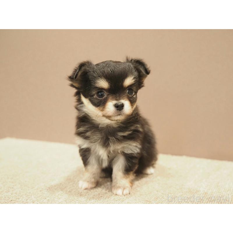 販売中の愛知県のチワワ(ロングコート)-452299の6枚目