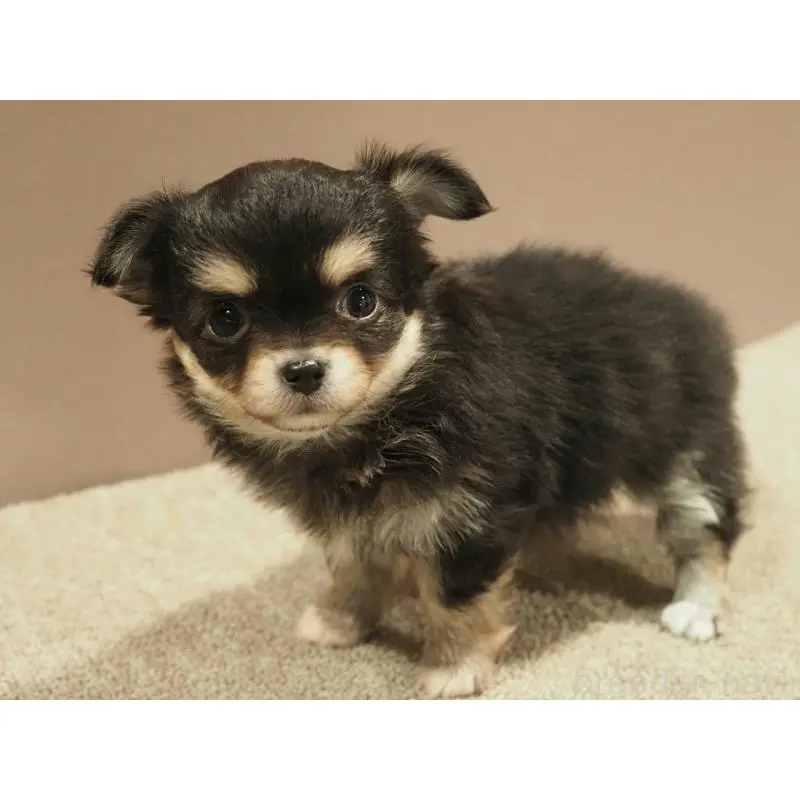 販売中の愛知県のチワワ(ロングコート)-452299の4枚目