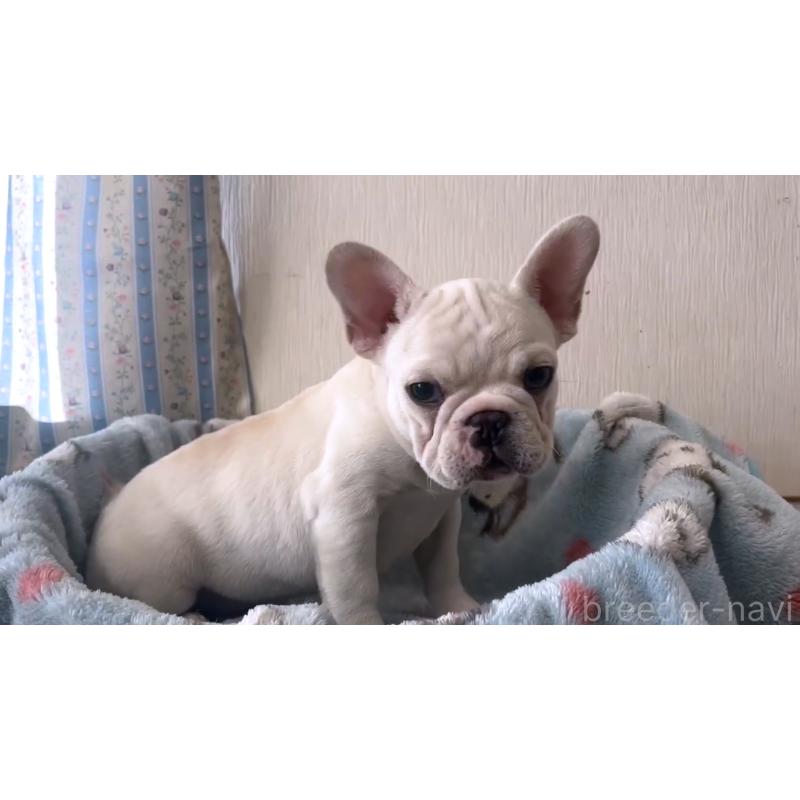 販売中の岡山県のフレンチブルドッグ-451077の3枚目