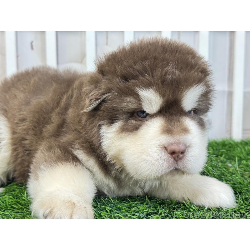 販売中の茨城県のアラスカンマラミュート-452303の5枚目