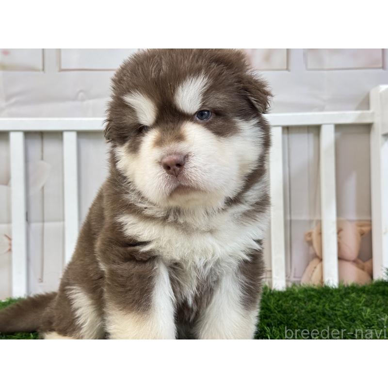 販売中の茨城県のアラスカンマラミュート-452303の4枚目