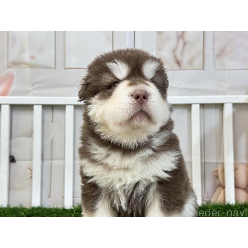 販売中の茨城県のアラスカンマラミュート-452303の3枚目