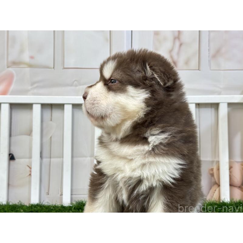 販売中の茨城県のアラスカンマラミュート-452303の2枚目