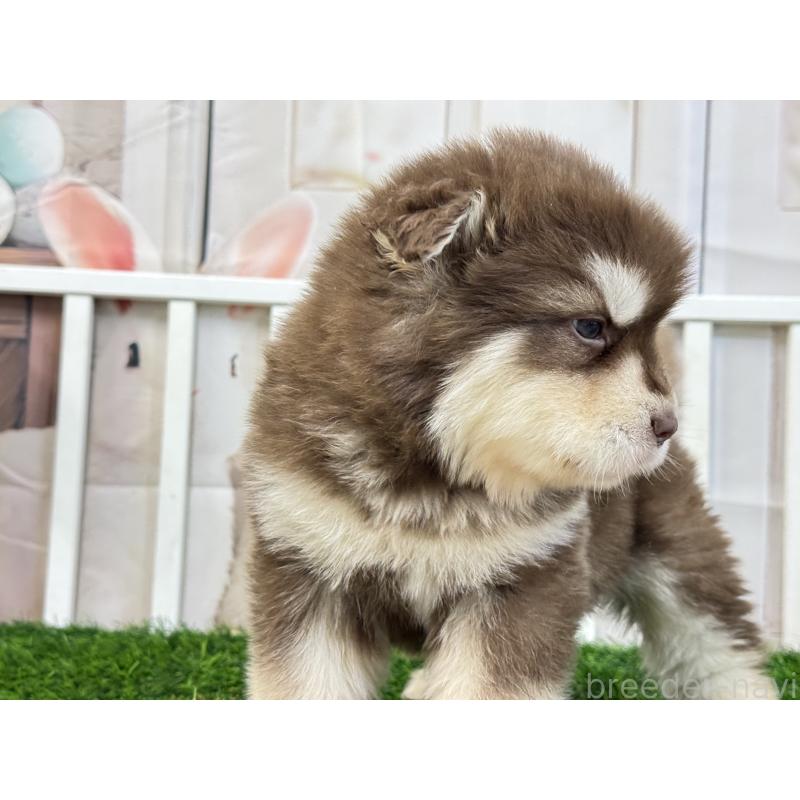 販売中の茨城県のアラスカンマラミュート-452304の3枚目