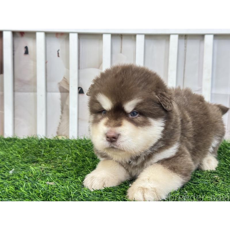 販売中の茨城県のアラスカンマラミュート-452304の2枚目