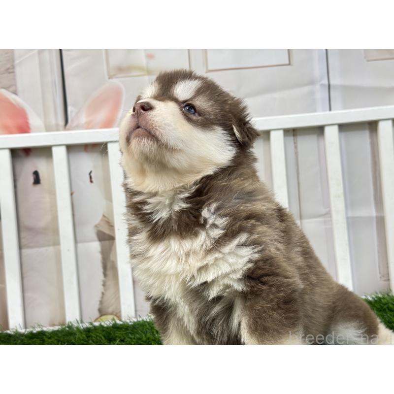 販売中の茨城県のアラスカンマラミュート-452305の3枚目