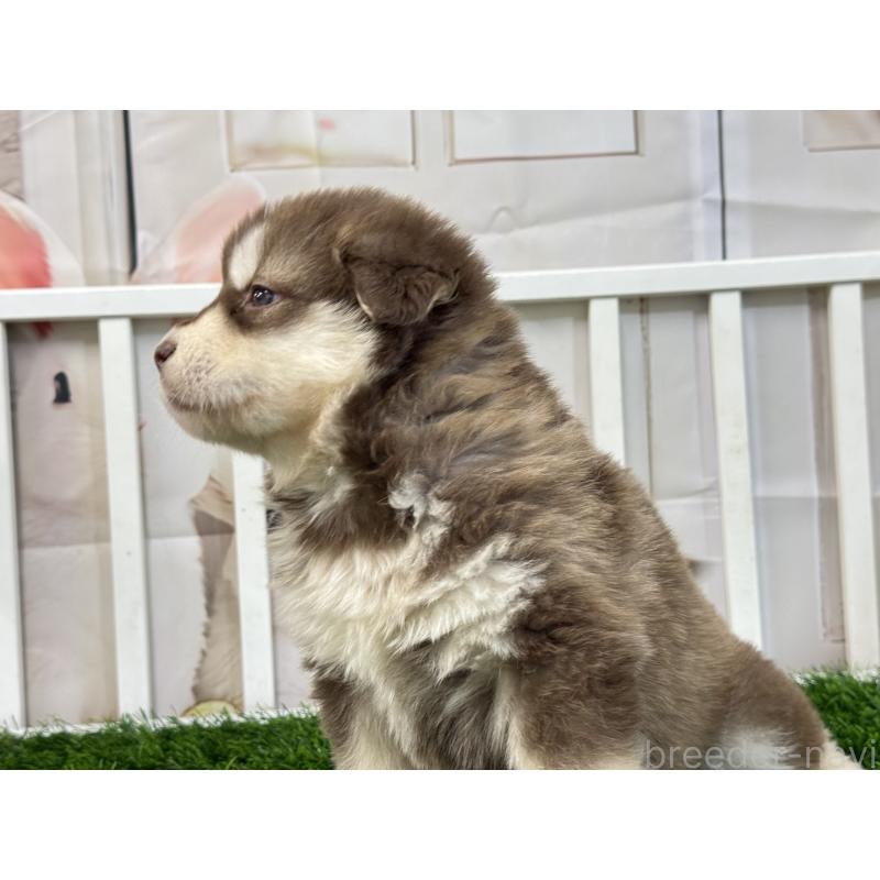 販売中の茨城県のアラスカンマラミュート-452305の2枚目