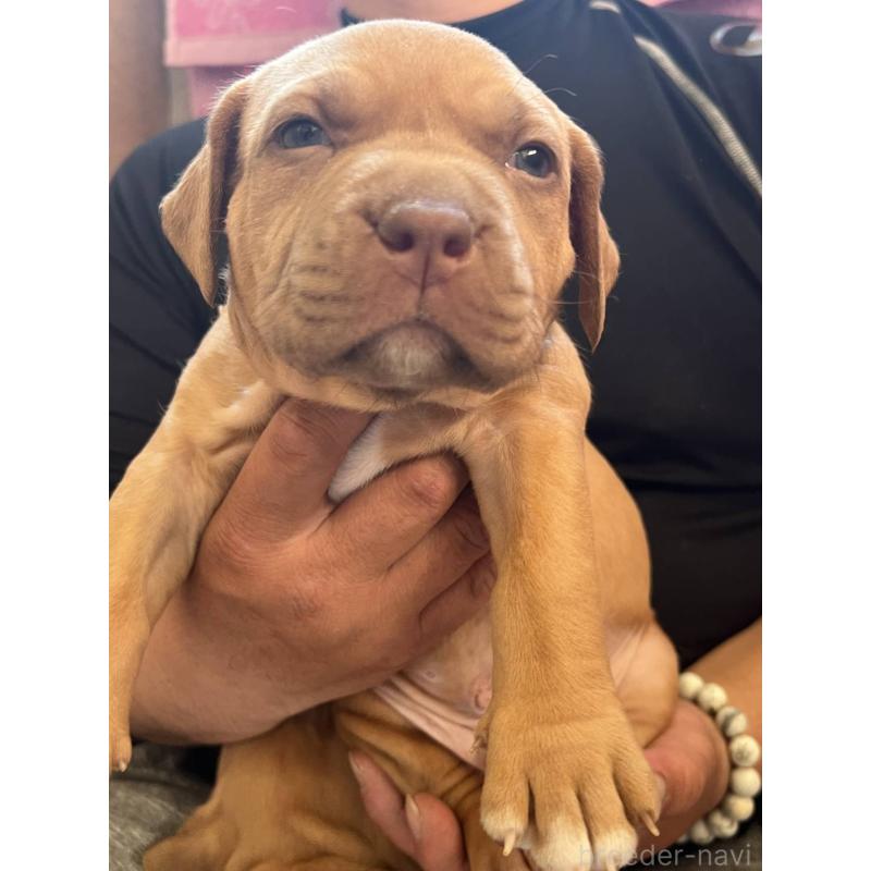 ♂︎アメリカンピットブルテリア