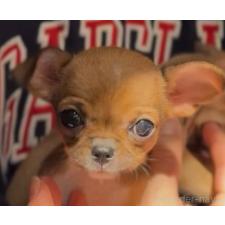 オンライン見学