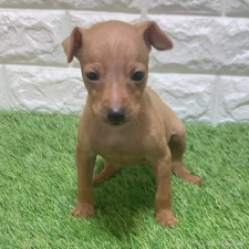 ♀︎ミニチュアピンシャー(ミニピン)