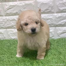 ♀︎トイプードル