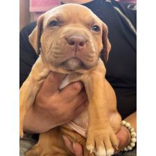 ♀︎アメリカンピットブルテリア