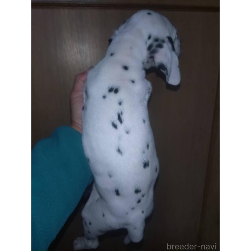 販売中の岡山県のダルメシアン-452306の3枚目