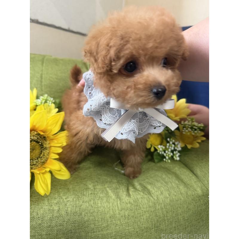 販売中の三重県のティーカッププードル-445002の4枚目