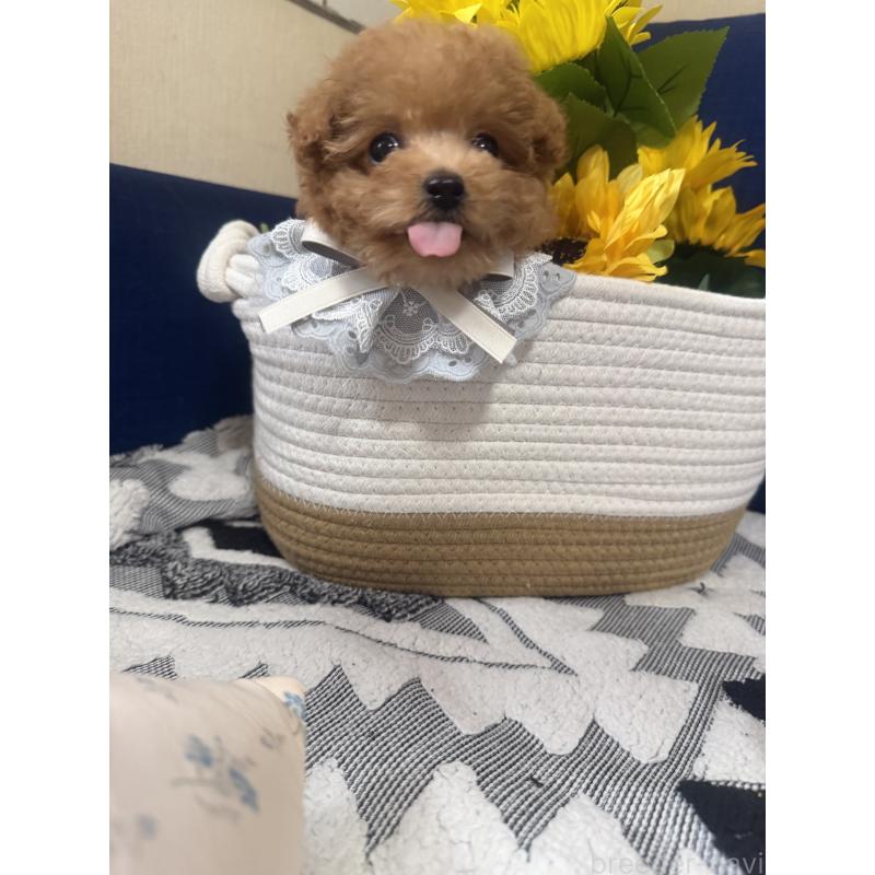 販売中の三重県のティーカッププードル-445002の3枚目