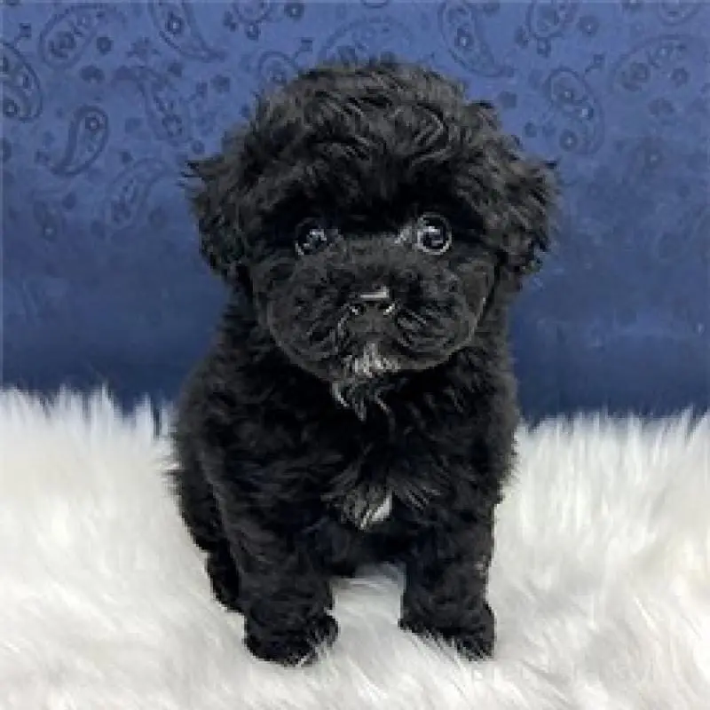 販売中の兵庫県のティーカッププードル-452320