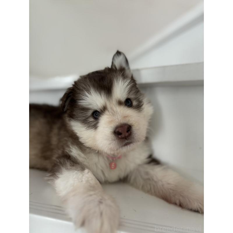 販売中の奈良県のアラスカンマラミュート-446815の8枚目