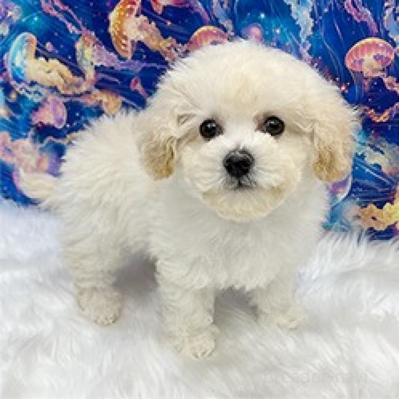 販売中の兵庫県のビションプー:ビションフリーゼ×トイプードル-452323の3枚目