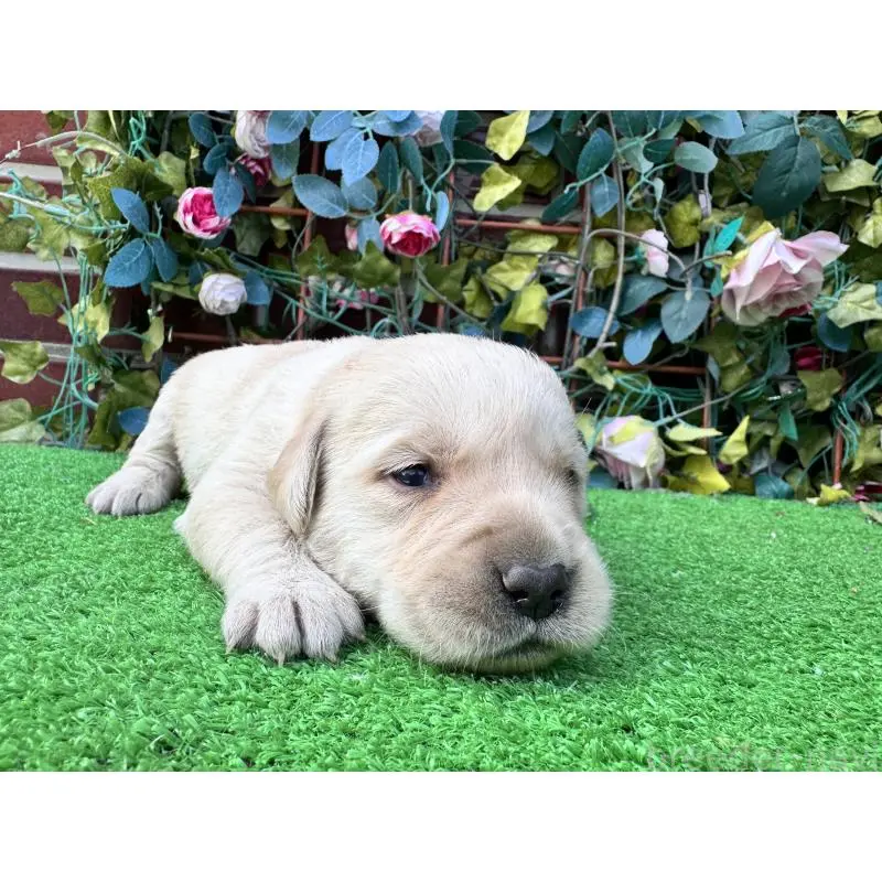 販売中の茨城県のミックス犬-452307の4枚目