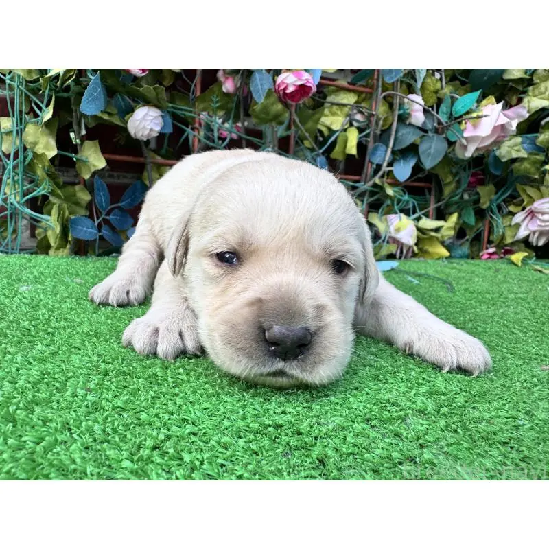 販売中の茨城県のミックス犬-452307の3枚目