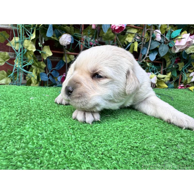 販売中の茨城県のミックス犬-452307の2枚目