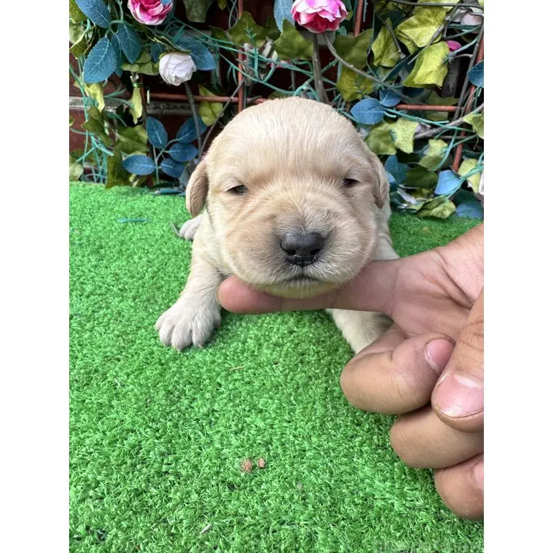 販売中の茨城県のミックス犬-452308の3枚目