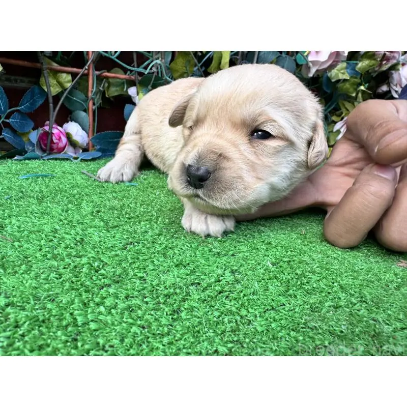 販売中の茨城県のミックス犬-452308の2枚目