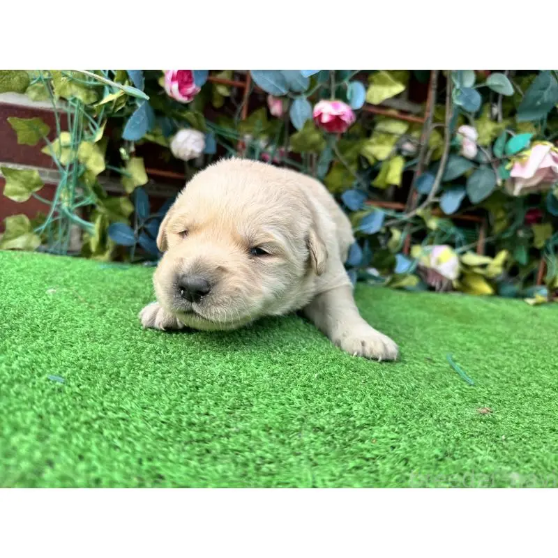 販売中の茨城県のミックス犬-452309の3枚目