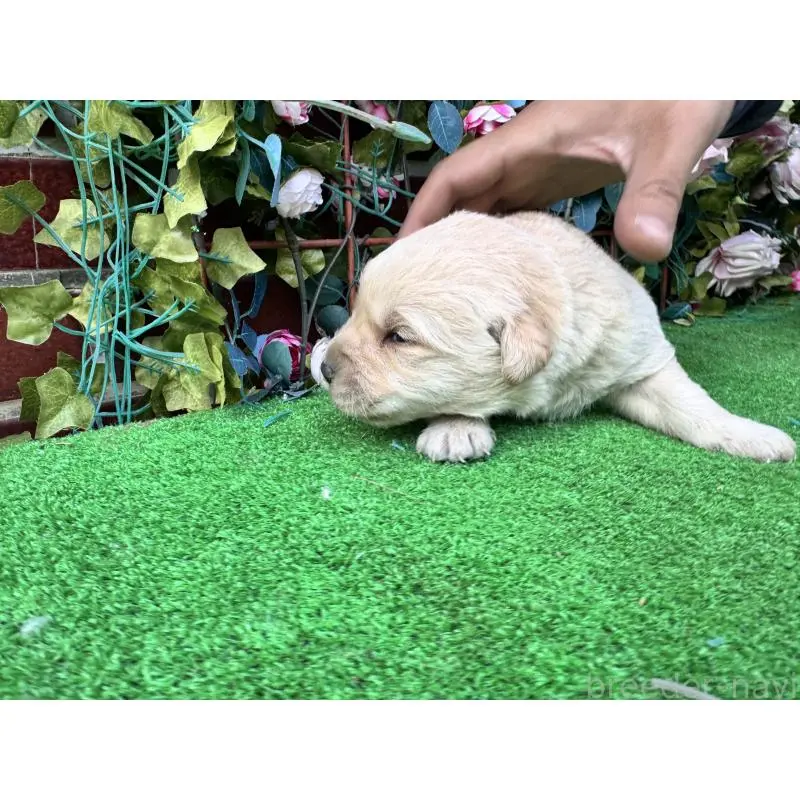 販売中の茨城県のミックス犬-452309の2枚目